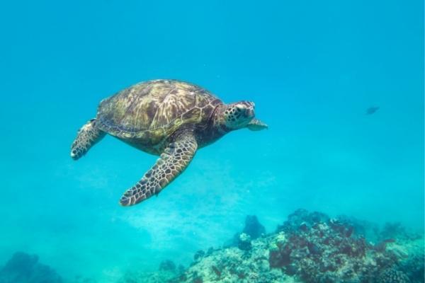 Turtle Snorkeling Oahu | Waikiki Snorkeling Tours