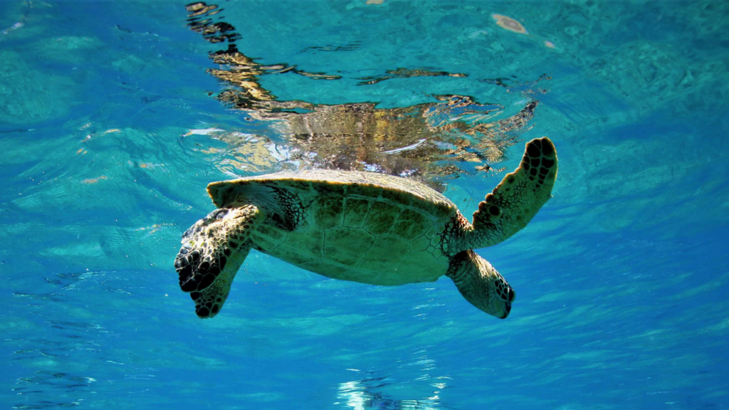 Turtle Snorkeling Oahu | Waikiki Snorkeling Tours