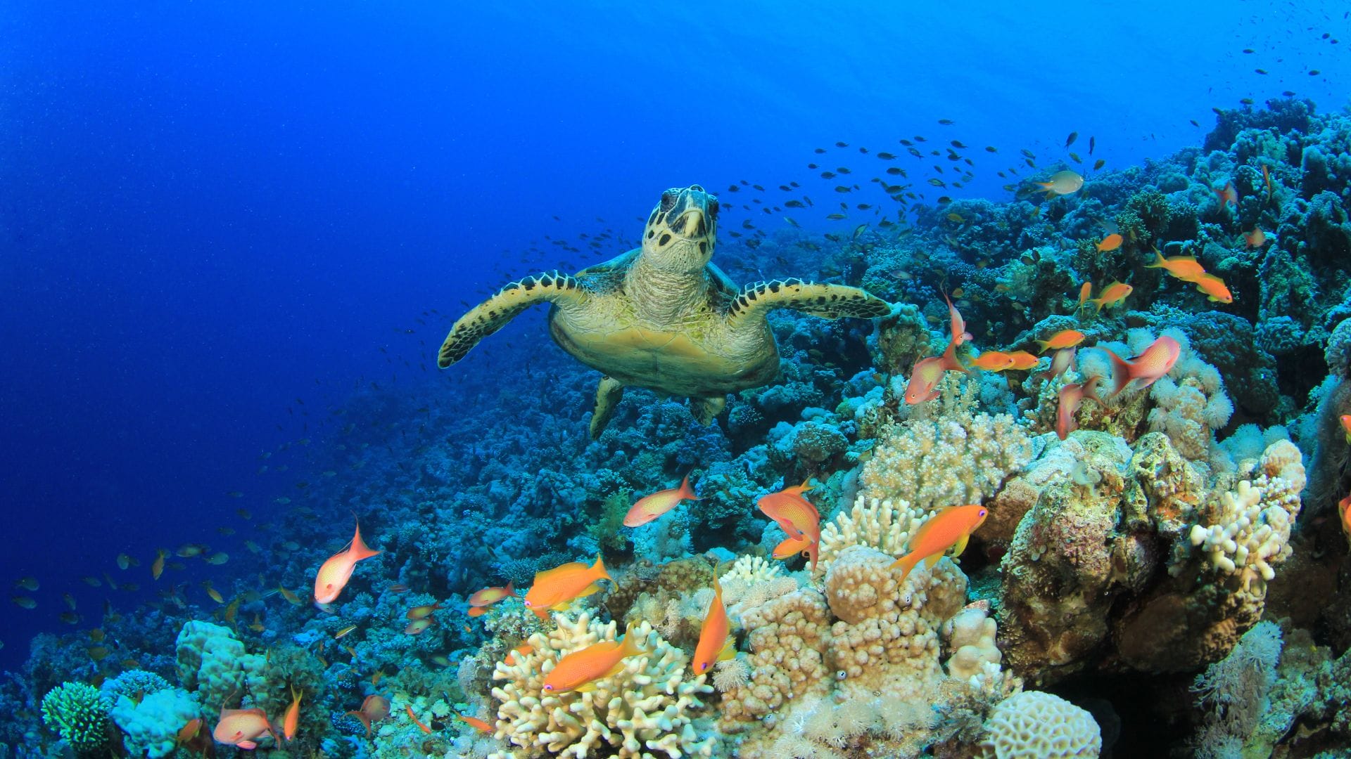 Where to See Sea Turtles on Oahu: A Traveler's Guide - Real Hawaii Tours