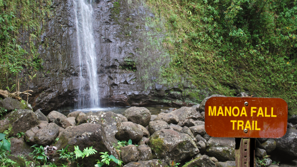 Complete Guide To The Manoa Falls Hike Oahu Adventure Real Hawaii Tours   Manoa Falls Hike Oahu 1024x576 