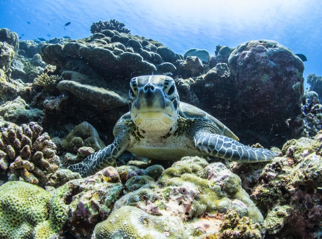 Where To See Sea Turtles On Oahu A Traveler S Guide Real Hawaii Tours