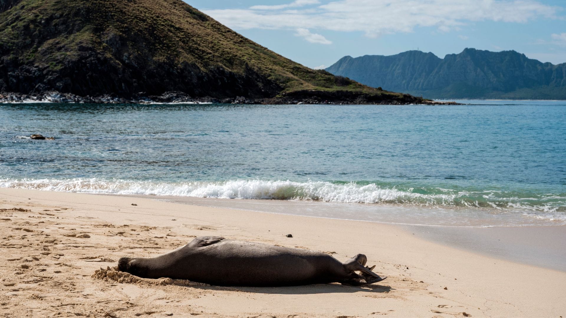 Conclusion-the-best-beaches-to-see-monk-seals-in-Oahu