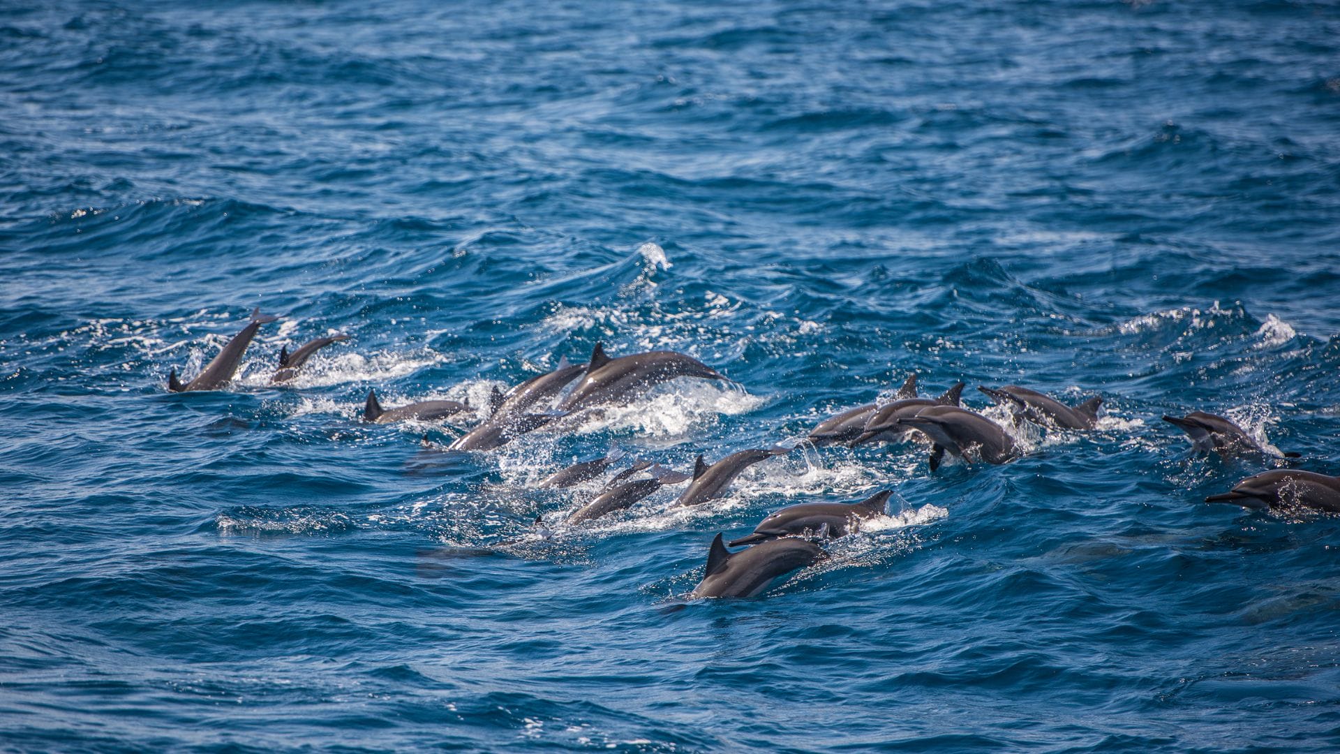 Dolphin-Watching