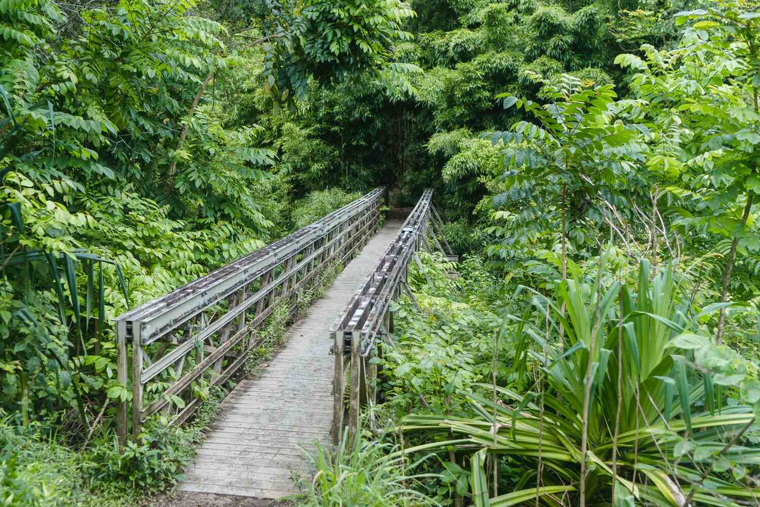 Pipiwai Trail in Maui