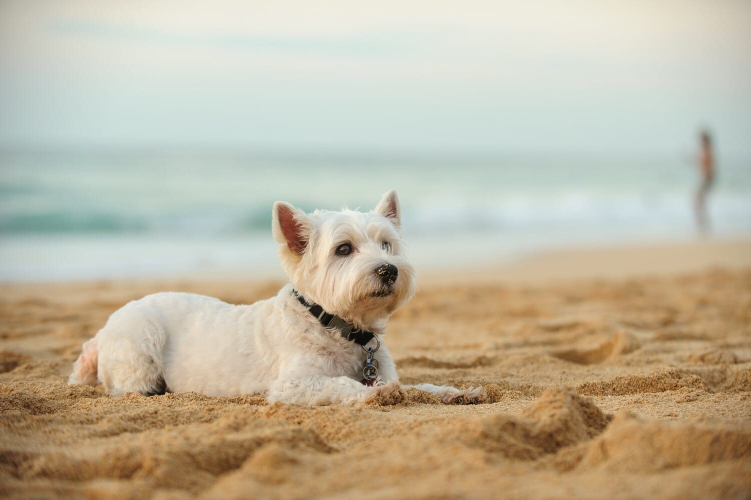 pet friendly vacations in maui