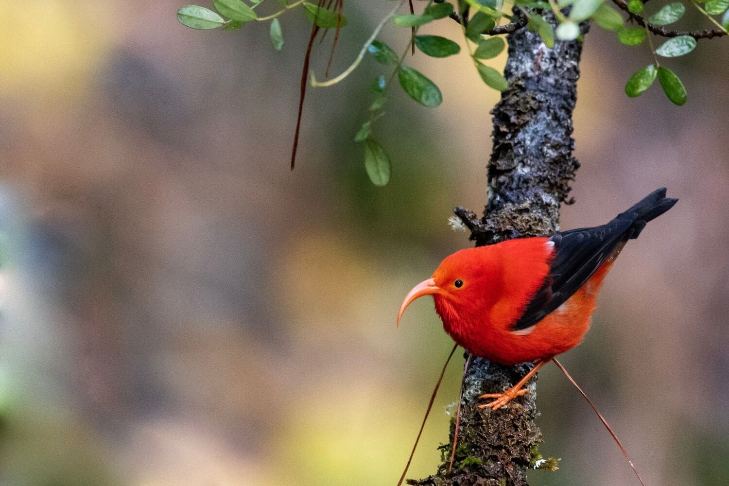 rare birds in Maui Hawaii