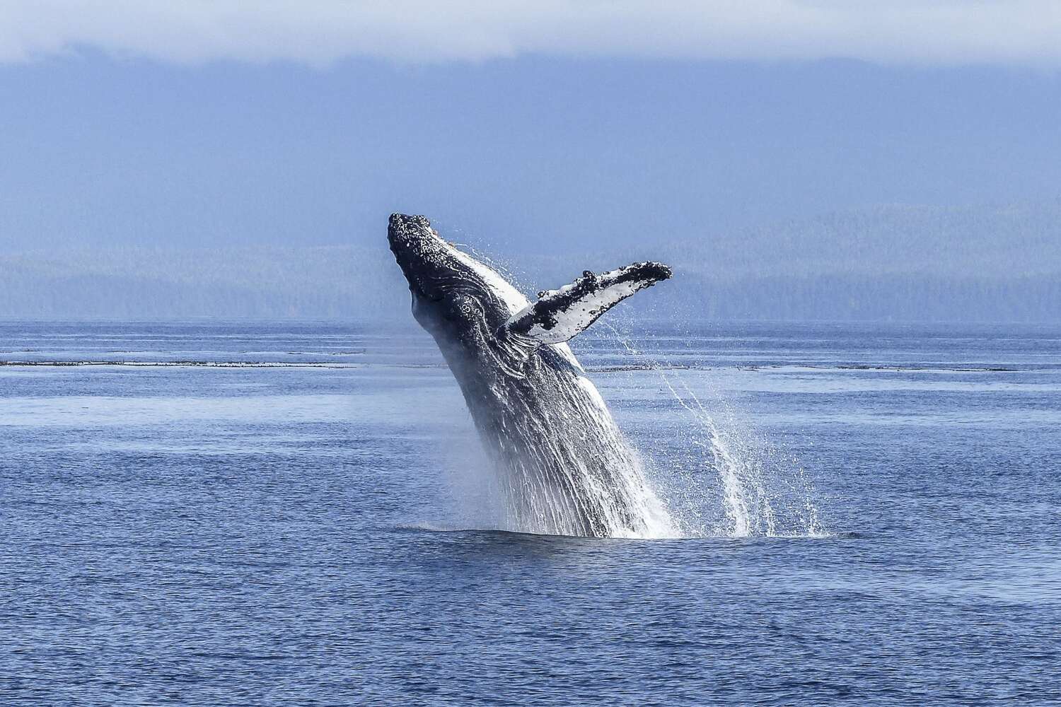 whale watching in Maui