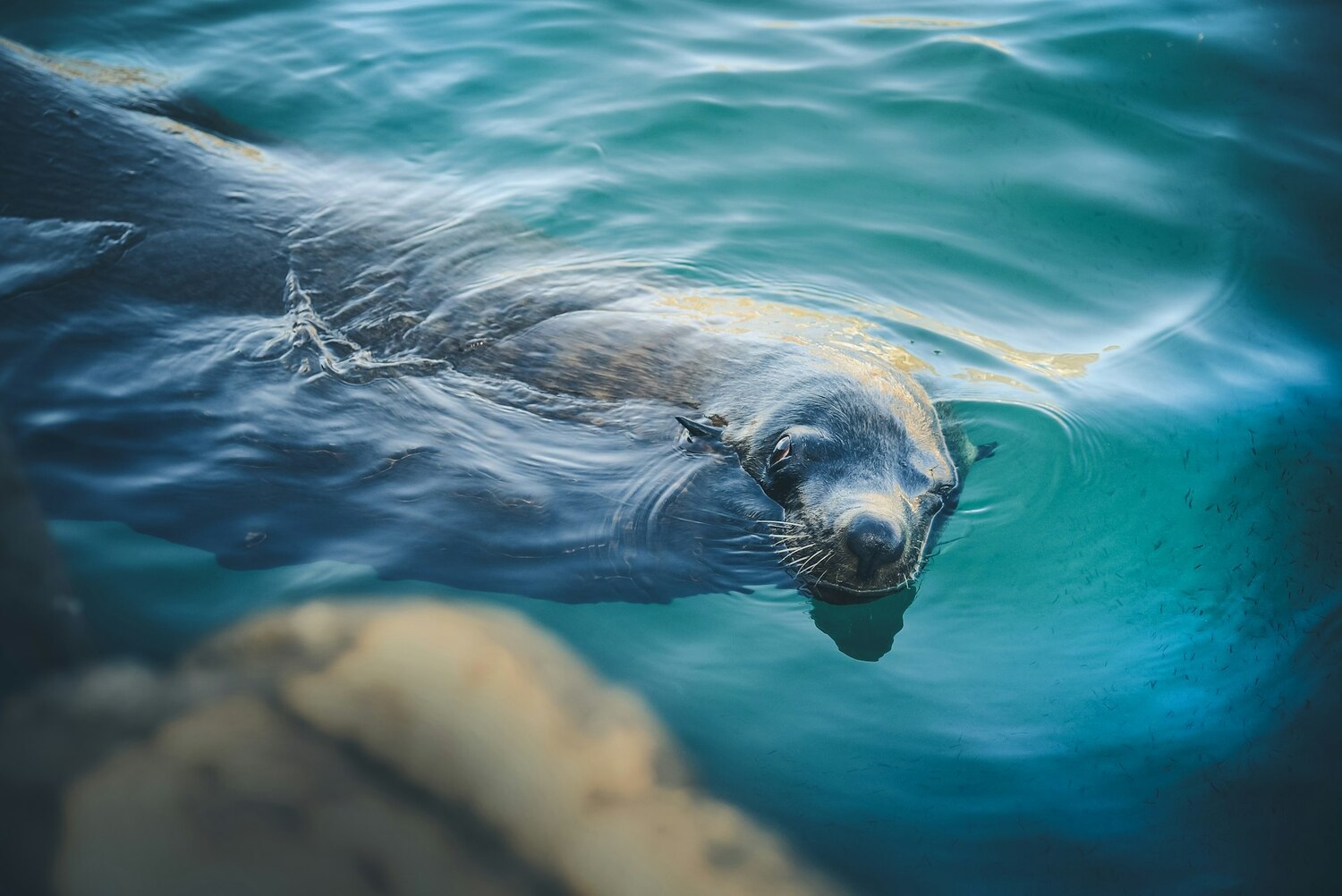 monk seals in Hawaii