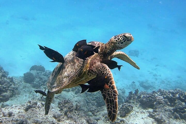 Turtle Canyon Snorkeling and Swim