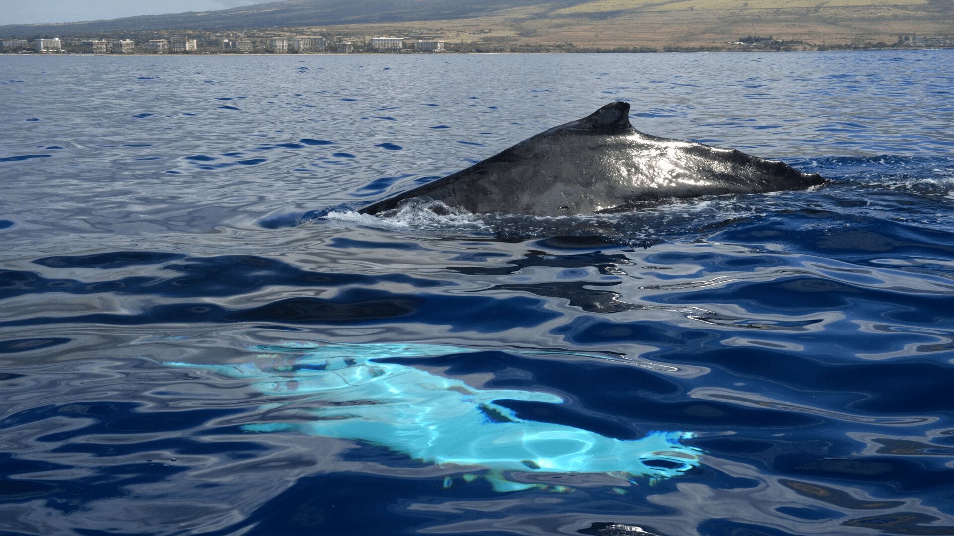 Oahu-whale-watching-season