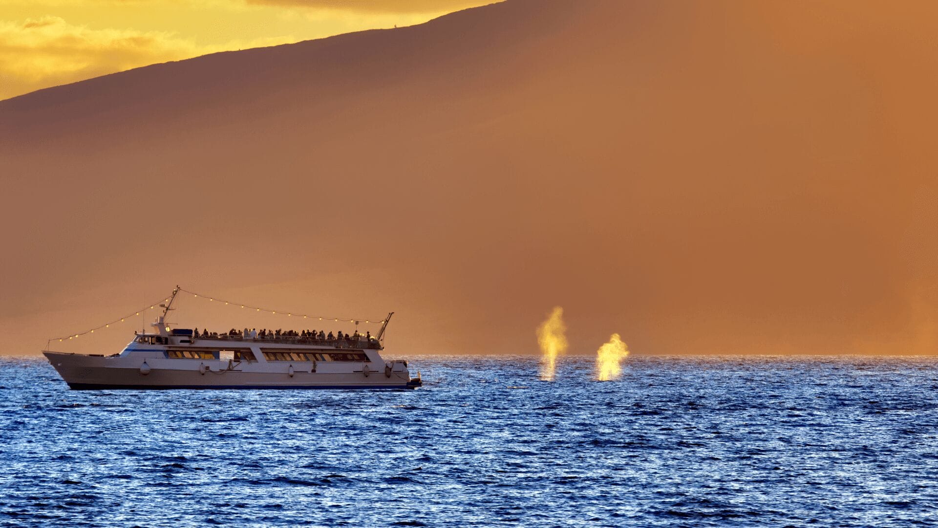 Oahu-whale-watching-tours