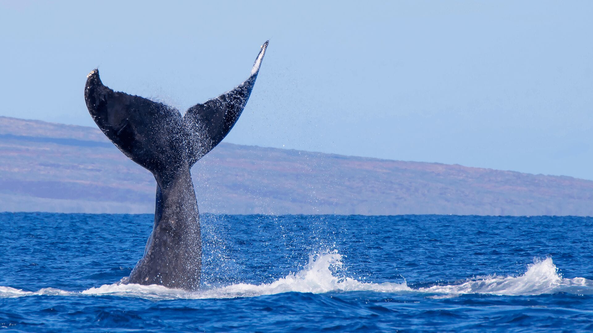 Oahu-whale-watching