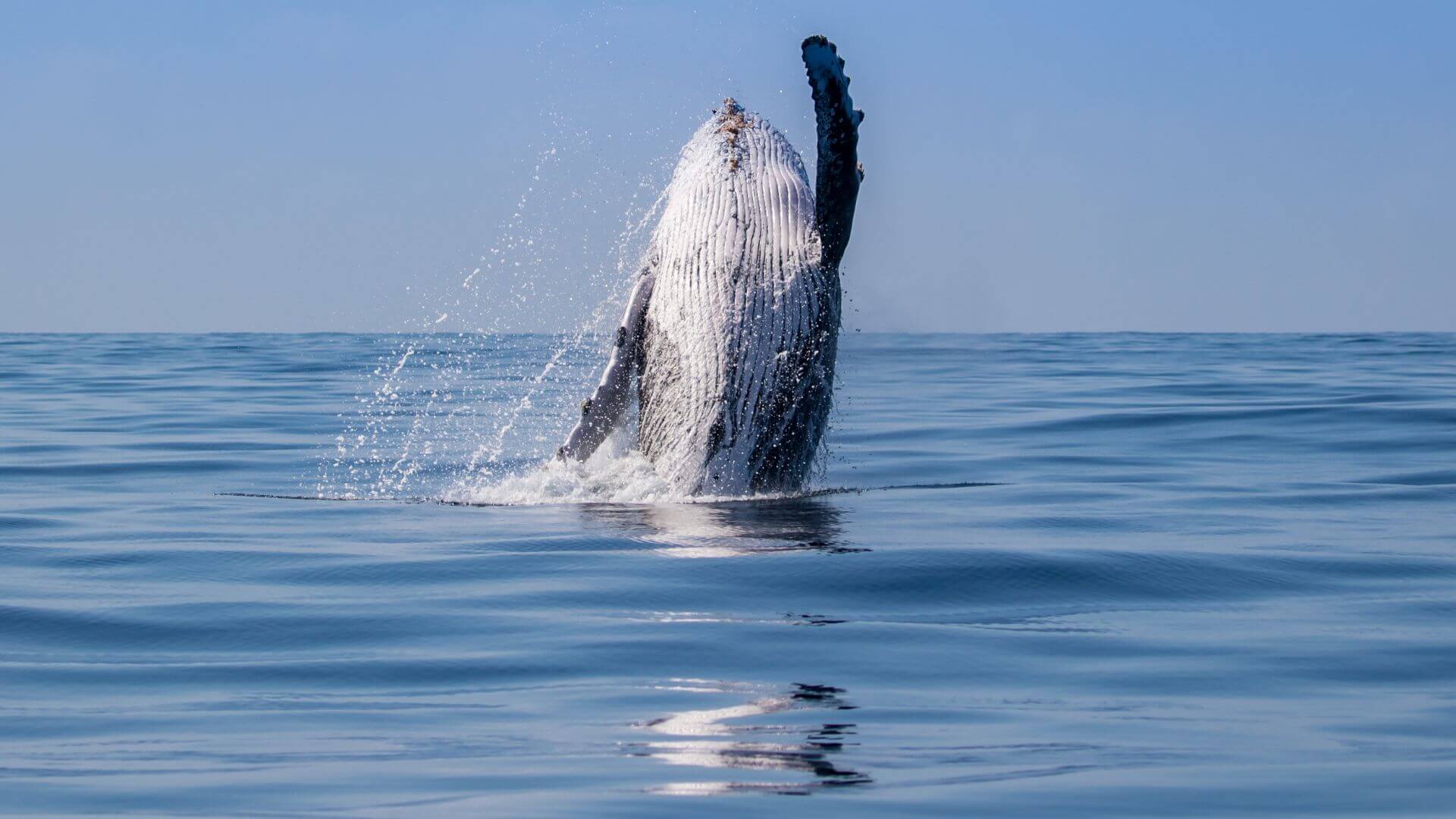 Whale Watching Cruise