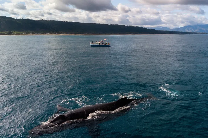 Haleiwa Whale Watching Tour