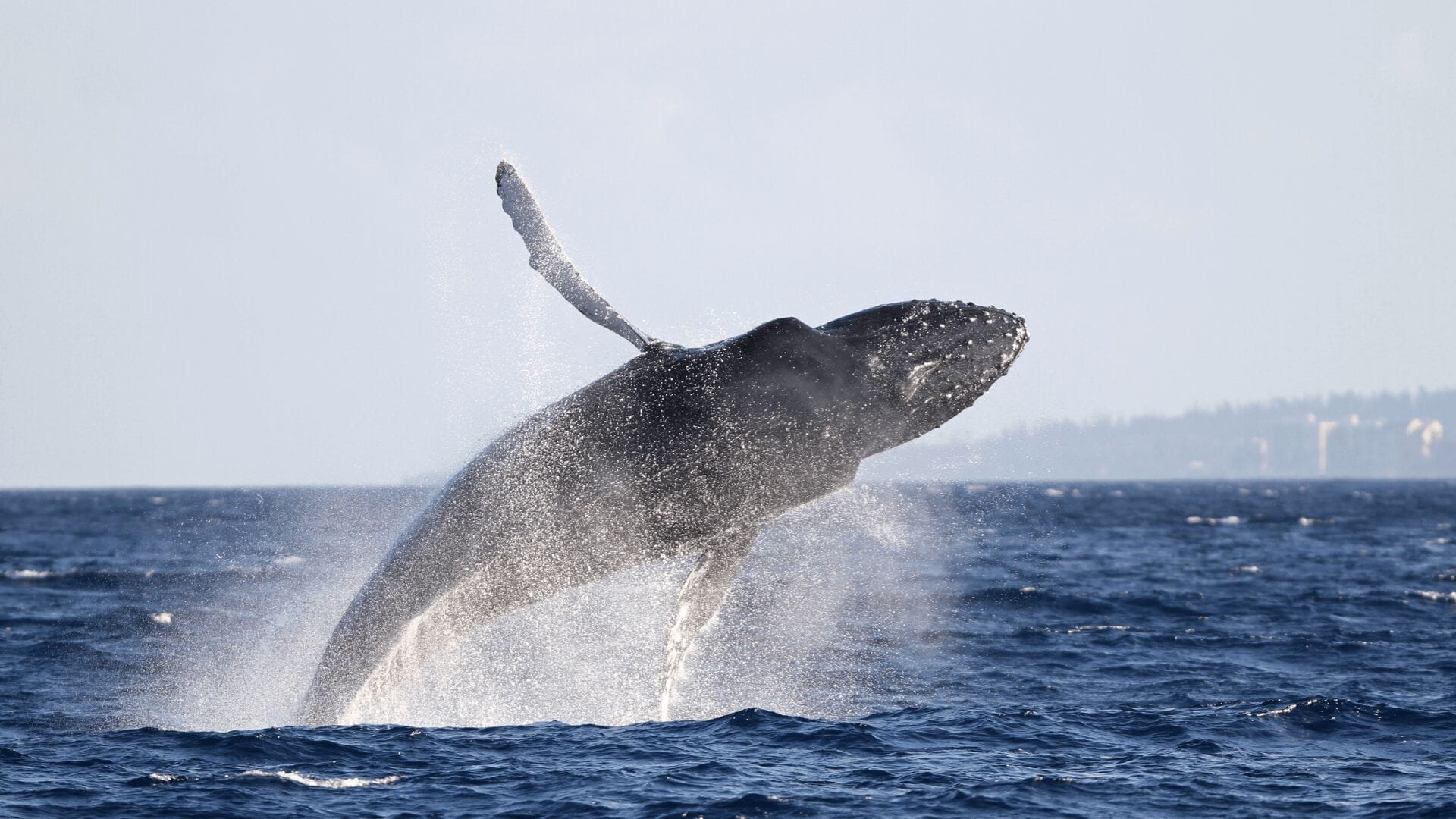 best-whale-watching-Oahu