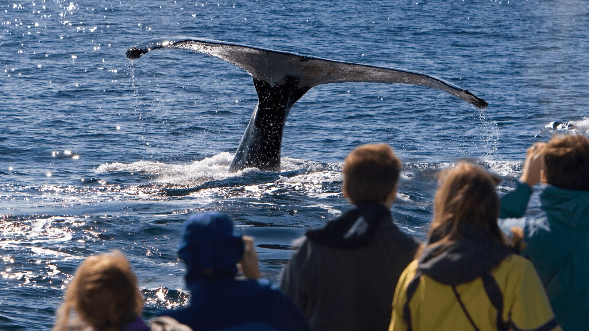 best-whale-watching-tours-oahu