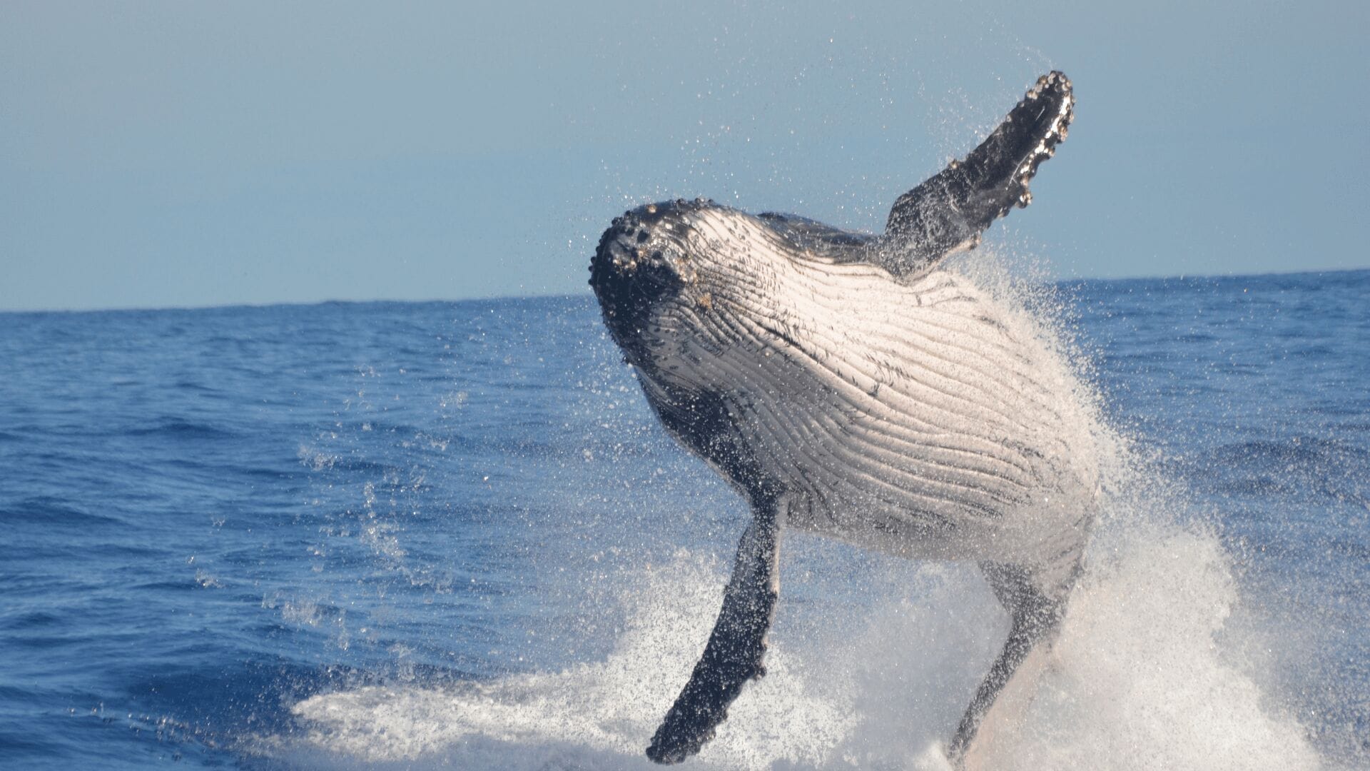 Other Activities While Whale Watching in Oahu
