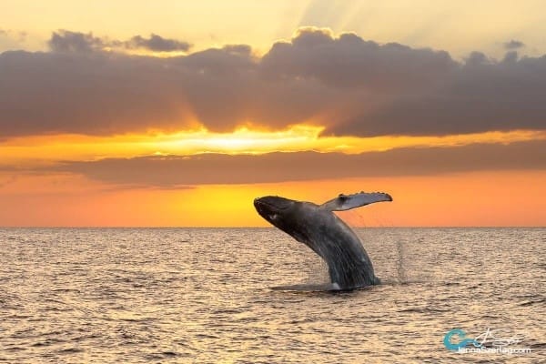 oahu-whale-watching-experience