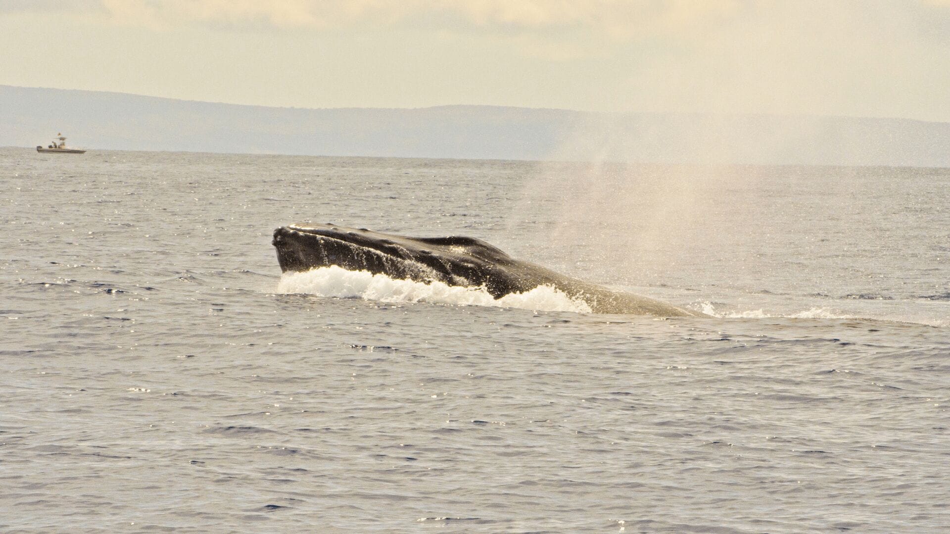 whale-watching-Oahu-season-Hawaii