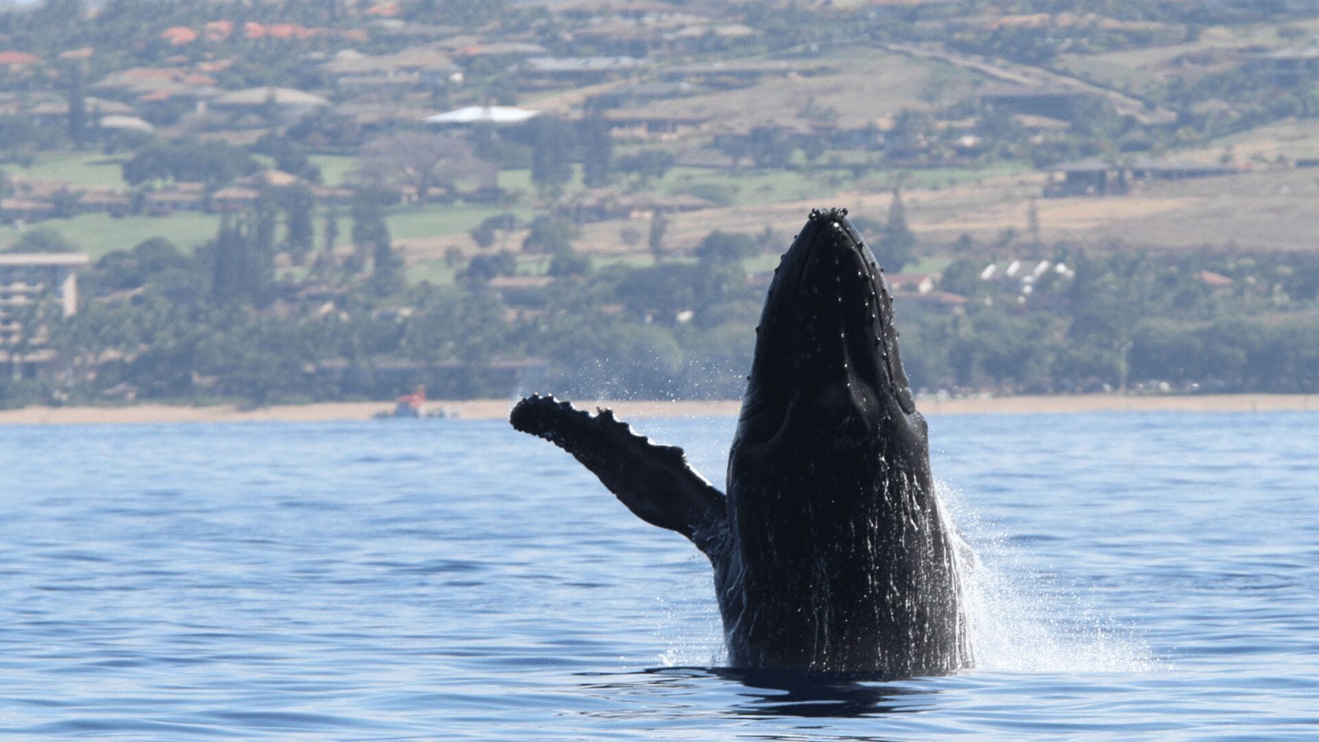 whale-watching-in-Oahu