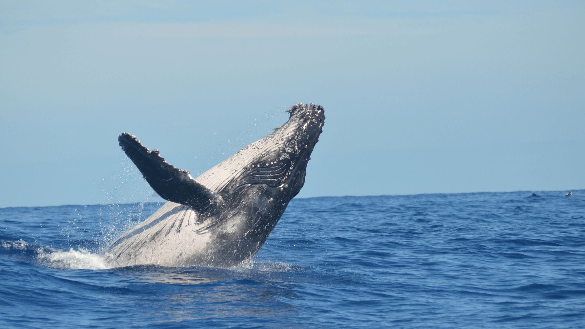 whale-watching-oahu-best-time