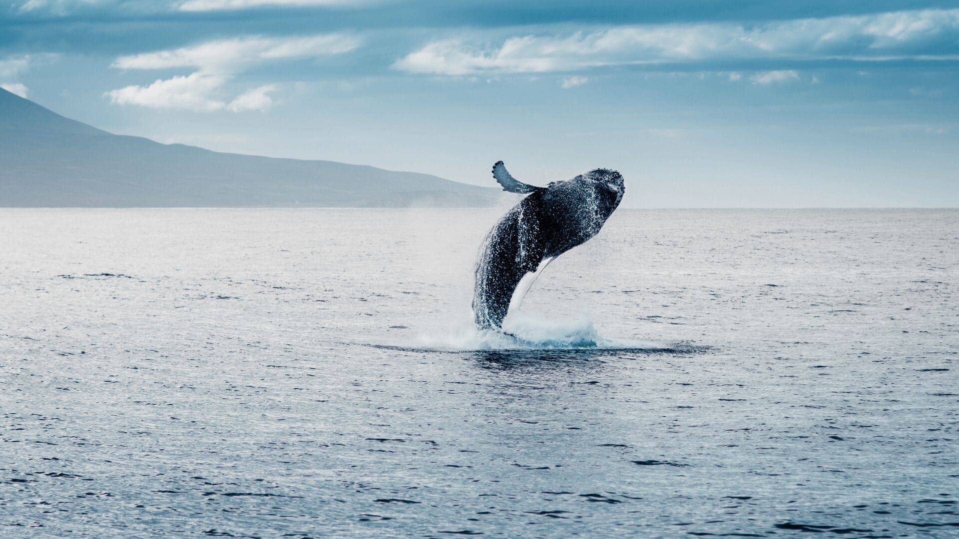 whale-watching-season-oahu