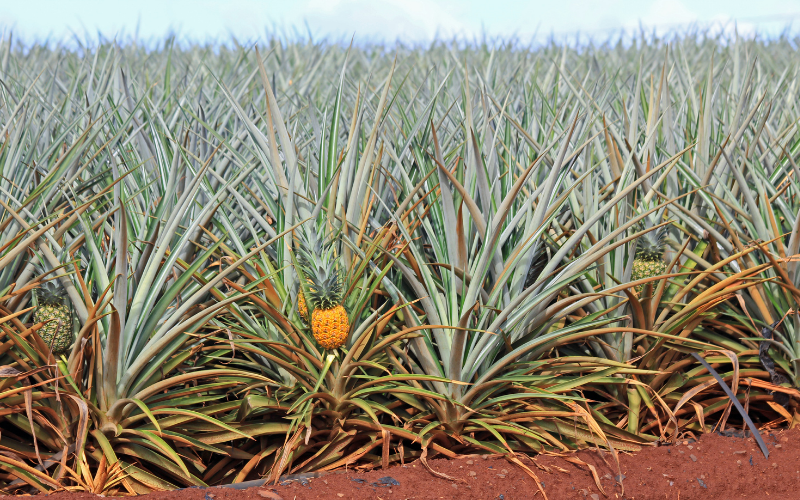 Dole Plantation Oahu Discover Hawaii's Dole Pineapple Plantation